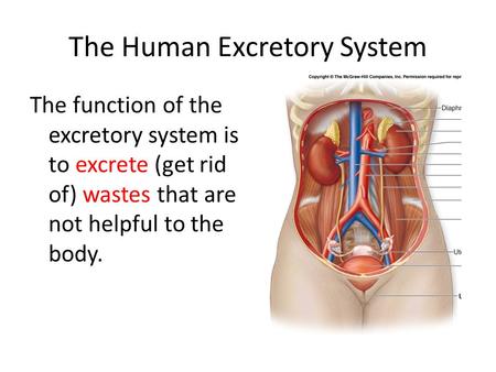 The Human Excretory System The function of the excretory system is to excrete (get rid of) wastes that are not helpful to the body.