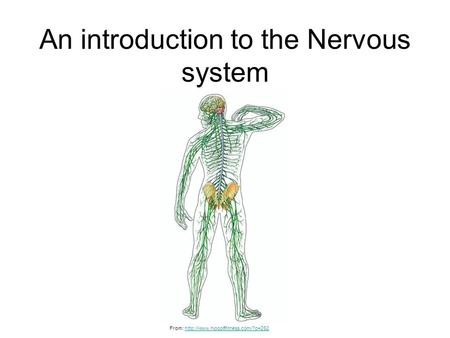 An introduction to the Nervous system From: