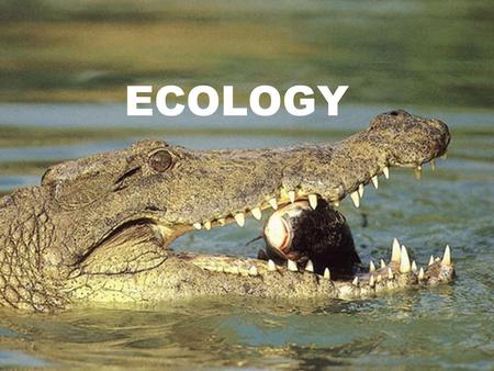 ECOLOGY. Ecology The study of interactions among organisms (biotic factors) and their environment (abiotic factors)