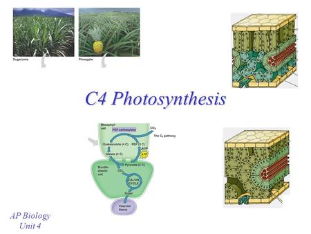 C4 Photosynthesis AP Biology Unit 4 Review: C3 Photosynthesis During “regular” photosynthesis, CO 2 is trapped into a 3-carbon compound by Rubisco 