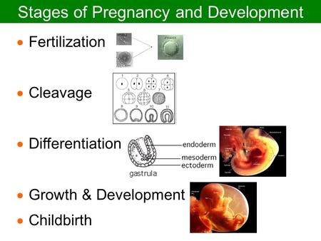 Stages of Pregnancy and Development
