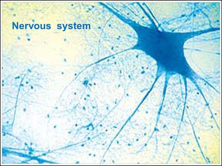 Nervous system. ■ is a complex, sophisticated system that regulates and coordinates body activities ■ regulates the body's responses to internal and external.