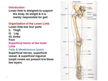 Introduction Lower limb is designed to support the body, its weight & it is mainly responsible for gait Organization of the Lower Limb Lower limb has four.