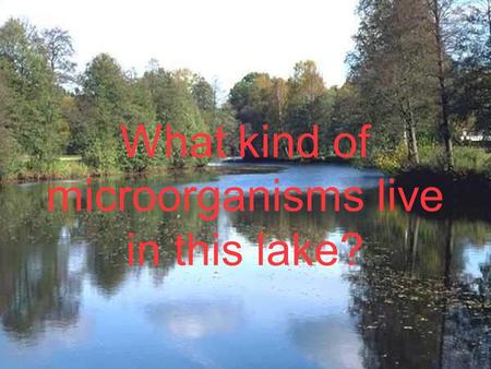 What kind of microorganisms live in this lake?