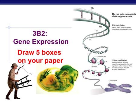 3B2: Gene Expression Draw 5 boxes on your paper.