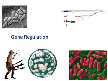 2007-2008 Gene Regulation Bacterial metabolism Need to respond to changes – have enough of a product, stop production waste of energy stop production.
