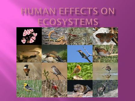  Human use of ecosystems:  Humans have decreased biodiversity of ecosystems at a very fast rate.