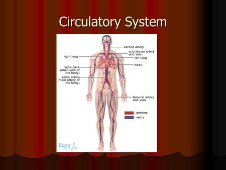 Circulatory System. Introduction Imagine turning on a faucet. What happens? Imagine turning on a faucet. What happens? Just as you expect water to flow.