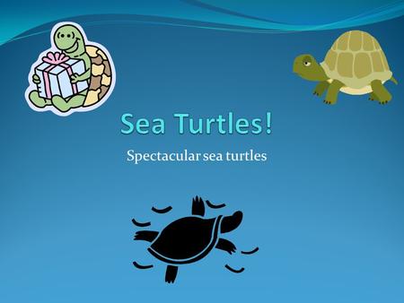 Spectacular sea turtles
