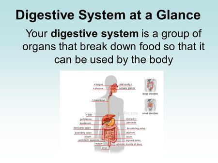 Digestive System at a Glance Your digestive system is a group of organs that break down food so that it can be used by the body.