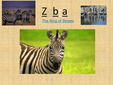 ZebraZebra The King of Stripes By: AS. Getting to know Zebras  Zebras are known as the king of stripes  Zebras are in the Equidae family  Zebras are.