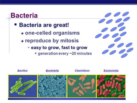 Bacteria  Bacteria are great!  one-celled organisms  reproduce by mitosis  easy to grow, fast to grow  generation every ~20 minutes.