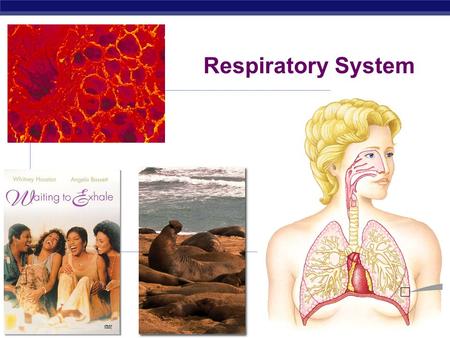 AP Biology 2008-2009 Respiratory System Regents Biology Why do we need a respiratory system?  For gas exchange  Need O 2 in  for cellular respiration.