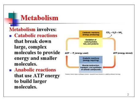 Metabolism. Cell Structure Energy for Living ATP and Energy.
