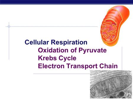 Cellular Respiration Oxidation of Pyruvate Krebs Cycle Electron Transport Chain.