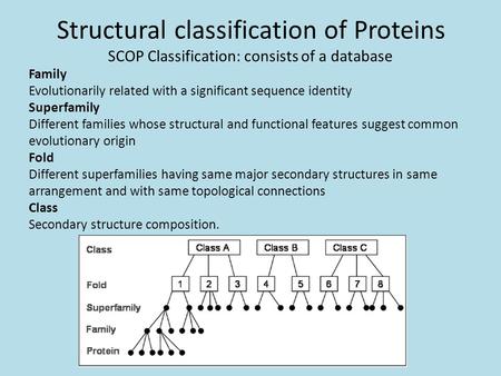 Structural classification of Proteins SCOP Classification: consists of a database Family Evolutionarily related with a significant sequence identity Superfamily.
