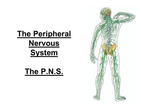 The Peripheral Nervous System The P.N.S.. Peripheral Nervous System Somatic Nervous System (___) – ________________________________ – Motor nerves – Messages.