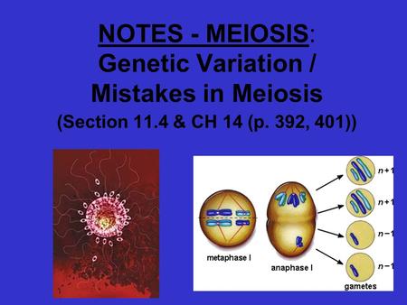 NOTES - MEIOSIS: Genetic Variation / Mistakes in Meiosis (Section 11.4 & CH 14 (p. 392, 401))