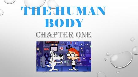 THE HUMAN BODY CHAPTER ONE. BODY ORGANIZATION Tissue Organs Organ Systems Cells.