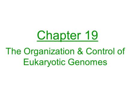Chapter 19 The Organization & Control of Eukaryotic Genomes.