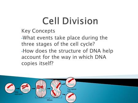 Key Concepts What events take place during the three stages of the cell cycle? How does the structure of DNA help account for the way in which DNA copies.