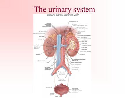 The urinary system.