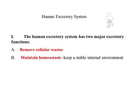 Human Excretory System