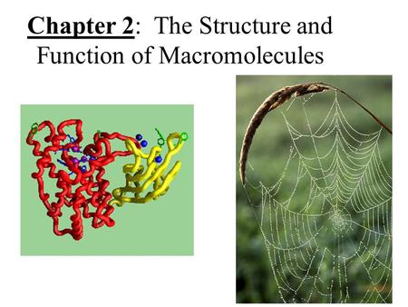 Chapter 2: The Structure and Function of Macromolecules.