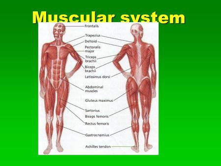 Muscular system. Types of Muscle Cardiac Cardiac  Cardiac muscle tissue forms the bulk of the wall of the heart. Like skeletal muscle tissue, it is.