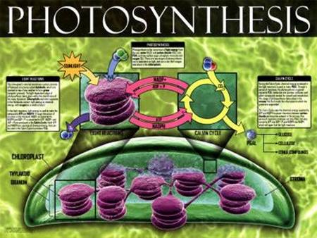 Obtaining Energy Autotrophs – auto – troph – - make their own food Heterotrophs – hetero – - eat other organisms to obtain energy.