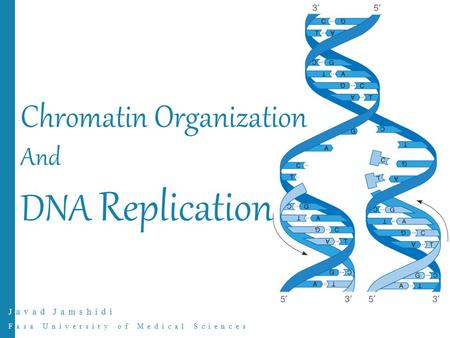 Javad Jamshidi Fasa University of Medical Sciences Chromatin Organization And DNA Replication.