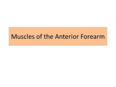 Muscles of the Anterior Forearm. Objectives Name and identify the muscles in the anterior (flexor/pronator) and posterior (extensor/supinator) compartments.