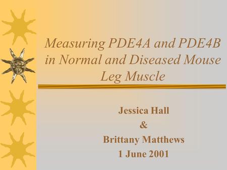 Measuring PDE4A and PDE4B in Normal and Diseased Mouse Leg Muscle Jessica Hall & Brittany Matthews 1 June 2001.