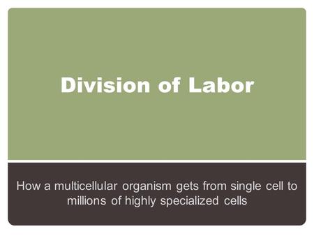 Division of Labor How a multicellular organism gets from single cell to millions of highly specialized cells.