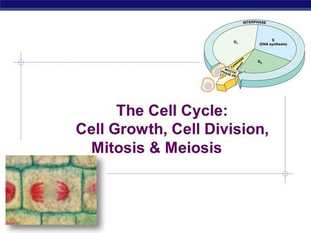 AP Biology 2005-2006 The Cell Cycle: Cell Growth, Cell Division, Mitosis & Meiosis.