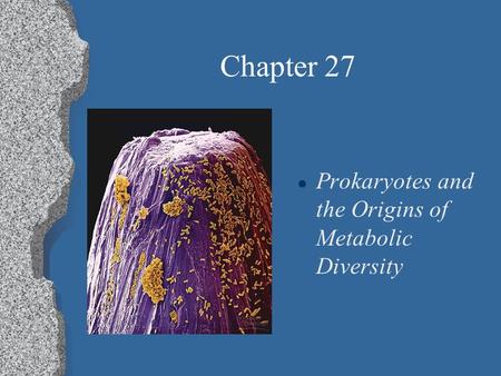 Chapter 27 l Prokaryotes and the Origins of Metabolic Diversity.