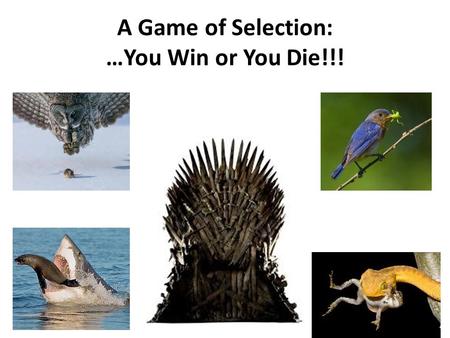 A Game of Selection: …You Win or You Die!!!. Evolution: What does it mean???