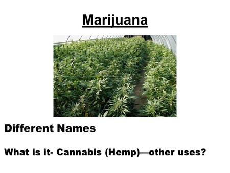 Marijuana Different Names What is it- Cannabis (Hemp)—other uses?