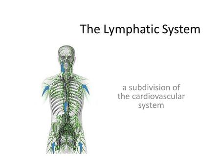 The Lymphatic System a subdivision of the cardiovascular system.