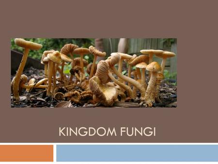 KINGDOM FUNGI. Kingdom Fungi Characteristics  Eukaryotes  Heterotrophic  mostly multi-cellular  some unicellular (yeast)