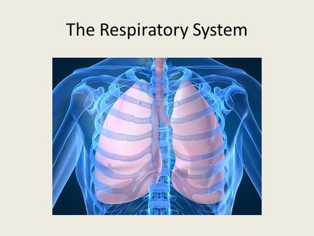 The Respiratory System. Function To absorb oxygen and release carbon dioxide.