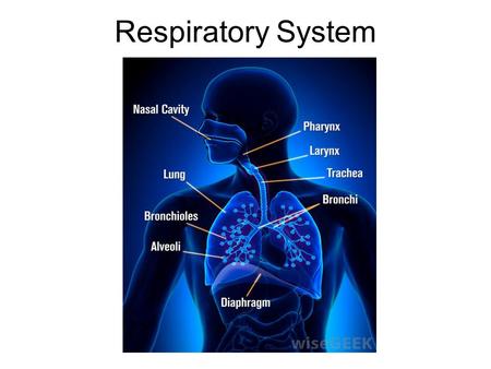 Respiratory System. I. Function (job) of the Respiratory System A.Respiration is to provide gas exchange between the blood and the environment.