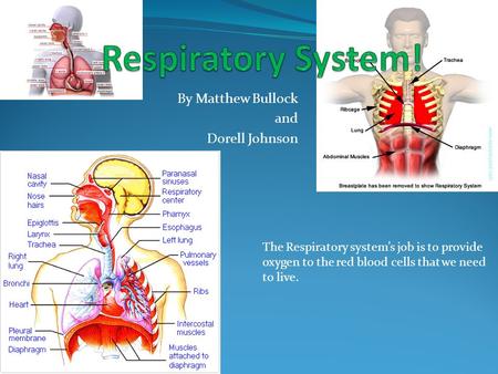 By Matthew Bullock and Dorell Johnson The Respiratory system’s job is to provide oxygen to the red blood cells that we need to live.