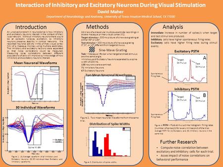 Two Mean Neuronal Waveforms Distribution of Spike Widths Interaction of Inhibitory and Excitatory Neurons During Visual Stimulation David Maher Department.