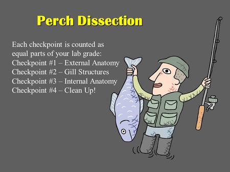 Perch Dissection Each checkpoint is counted as equal parts of your lab grade: Checkpoint #1 – External Anatomy Checkpoint #2 – Gill Structures Checkpoint.