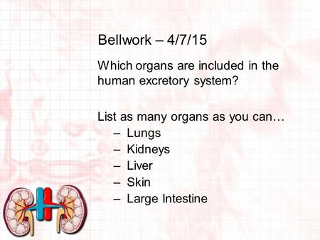 Bellwork – 4/7/15 Which organs are included in the human excretory system? List as many organs as you can… –Lungs –Kidneys –Liver –Skin –Large Intestine.
