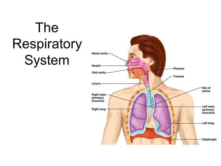 The Respiratory System. 2 Respiration Includes  Pulmonary ventilation  Air moves in and out of lungs  Continuous replacement of gases in alveoli (air.