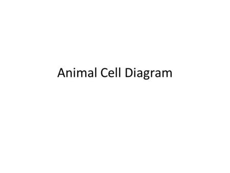 Animal Cell Diagram. Nucleolus Nucleus Ribosome Cell Membrane Mitochondrion Golgi Apparatus (bodies) Centrioles Smooth Endoplasmic Reticulum (SER) Rough.