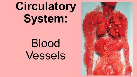 The Circulatory System: Blood Vessels. 3 types of blood vessels Arteries  carry blood AWAY from heart (reminder tip: think “A” for Away) Veins  carry.