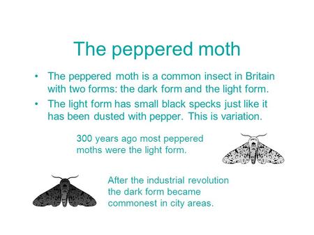 The peppered moth is a common insect in Britain with two forms: the dark form and the light form. The light form has small black specks just like it has.